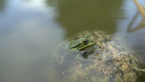 frog sits in the stone and looks