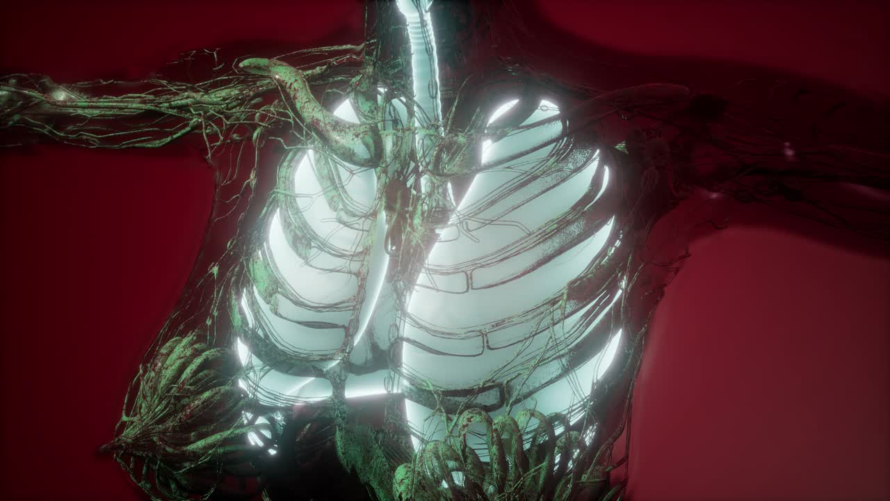 cuerpo humano con pulmones visibles