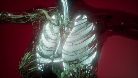 cuerpo humano con pulmones visibles
