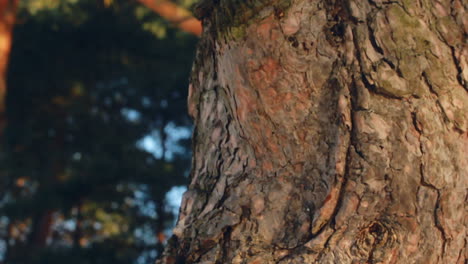 Pine tree trunk. Pine tree bark. Closeup. Pine tree in spring forest. Macro