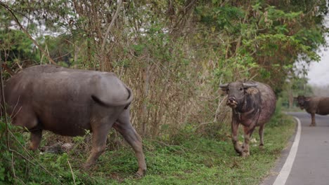 Water Buffaloes Walking Along a Rural Road