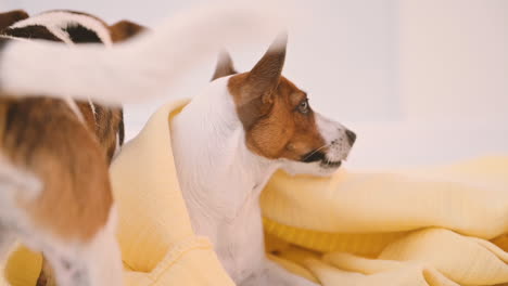 Camera-Focuses-Closely-On-Two-Dogs,-On-Of-Them-Is-Lying-On-A-Blanket-On-The-Floor-In-The-Living-Room-And-Another-Passes-Over-Him