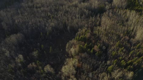 Another-moving-and-orbiting-aerial-drone-shot-of-the-Pidherny-Trail-and-Foothills-forest-during-the-summer-months-in-Prince-George,-northern-BC