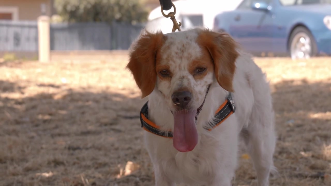 Portrait of a Brittany Spaniel Dog Outside in Spain