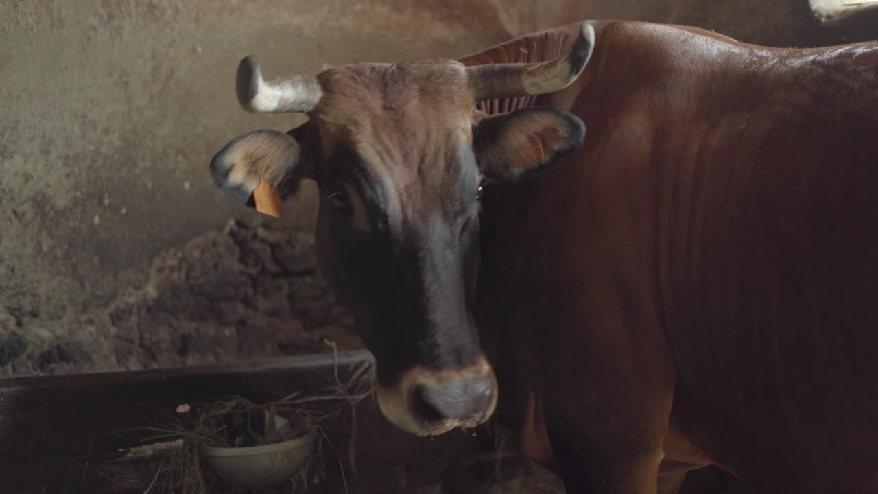 одинокая корова, прикованная цепью, ест из кормушки