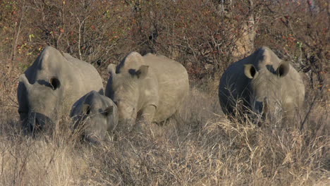 Kalb-Und-Breitmaulnashorn-Laufen-Zwischen-Bäumen-Auf-Dem-Gras-Der-Afrikanischen-Savanne