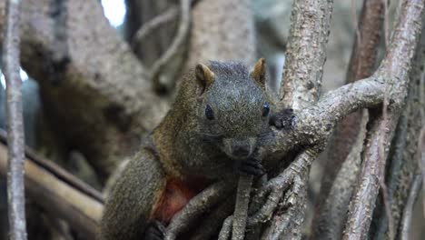 Wild-pallas's-squirrel-resting-on-tree,-staring-at-the-camera,-alerted-by-the-surroundings-and-climb-away,-close-up-shot