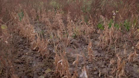 Mature-organic-soy-bean-plants-on-field-ready-for-harvest