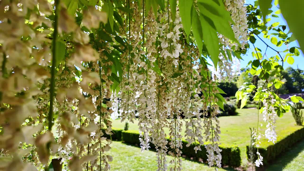 Glycine floribonde aka Japanese glycine in sunlit garden with hanging clusters of white wisteria flowers.