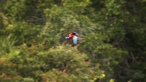 Following-the-flight-of-three-scarlet-macaws-as-they-sail-over-the-Amazon-rain-forest-in-early-morning-,-flying-parrots-slow-motion