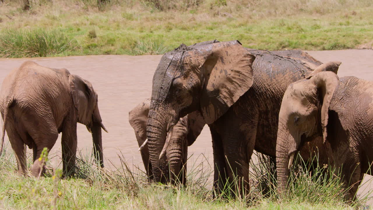 Elefante-africano-da-savana espirrando água lamacenta.