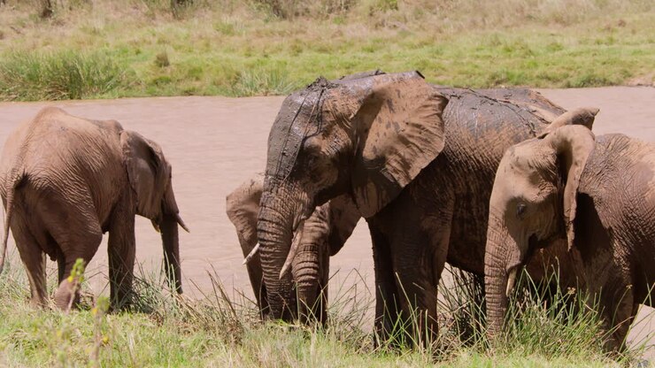 Elefante-africano-da-savana espirrando água lamacenta.