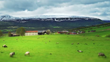 ovejas pastando en el campo en la zona rural cerca de trondheim