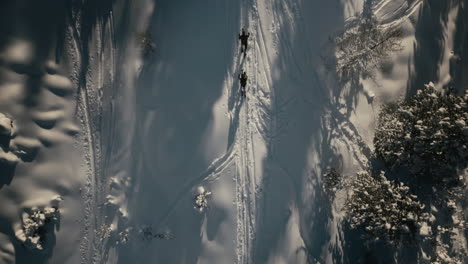 skier and splitboarder hiking through snowy alpine trees in winter