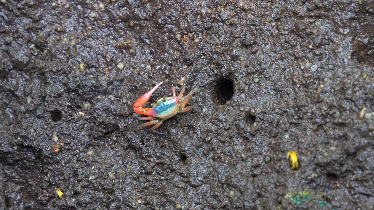 비대칭적인 발을 가진 수 피들러 크래브가 자신의 구이 밖으로 이동하고 자연 해안 서식지에서 조류 평면에서 먹이를 찾고 있습니다.