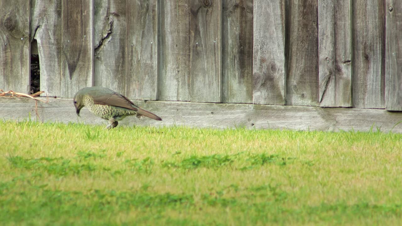 Female Satin Bowerbird Hopping Eating Grass in Front of Fence in Garden Daytime Australia, Victoria, Maffra, Gippsland