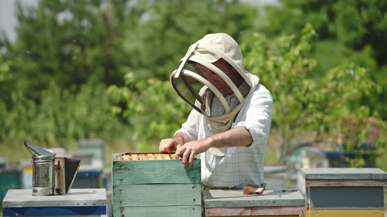 Apiary farmer takes a frame out of hive and looks at it carefully. Dark frame with half-sealed honey cells in man's hands. Nature backdrop on sunny day.