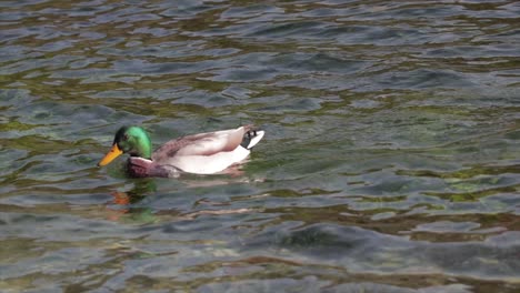 duck snorkeling hunting for food in the water of a natural lake