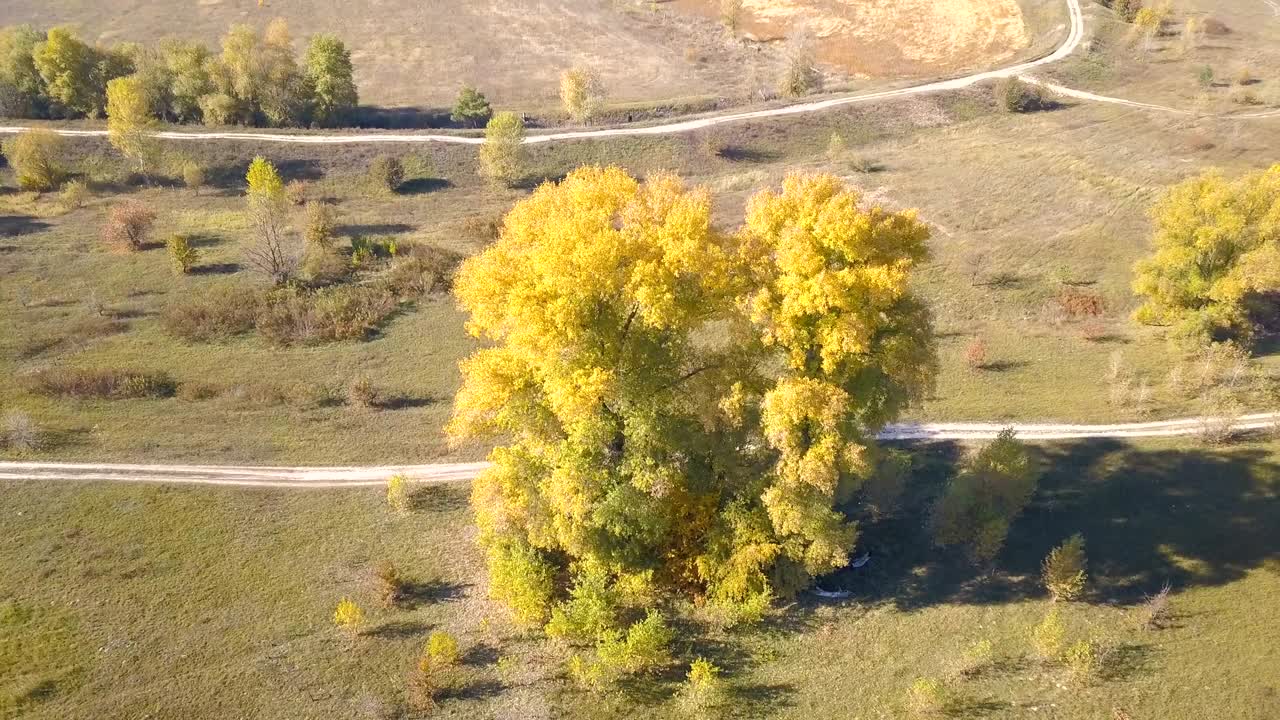4k aerial: 에서 노란색 나무 위에 카메라를 올려 뒤로 날아갑니다.