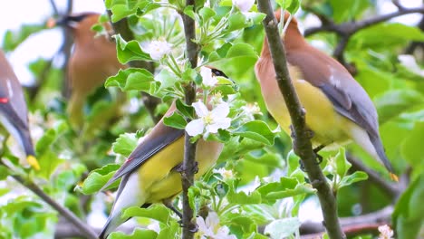 More-cedar-waxwing-birds-stand-on-a-tree-somewhere-on-a-public-park,-Quebec,-Canada