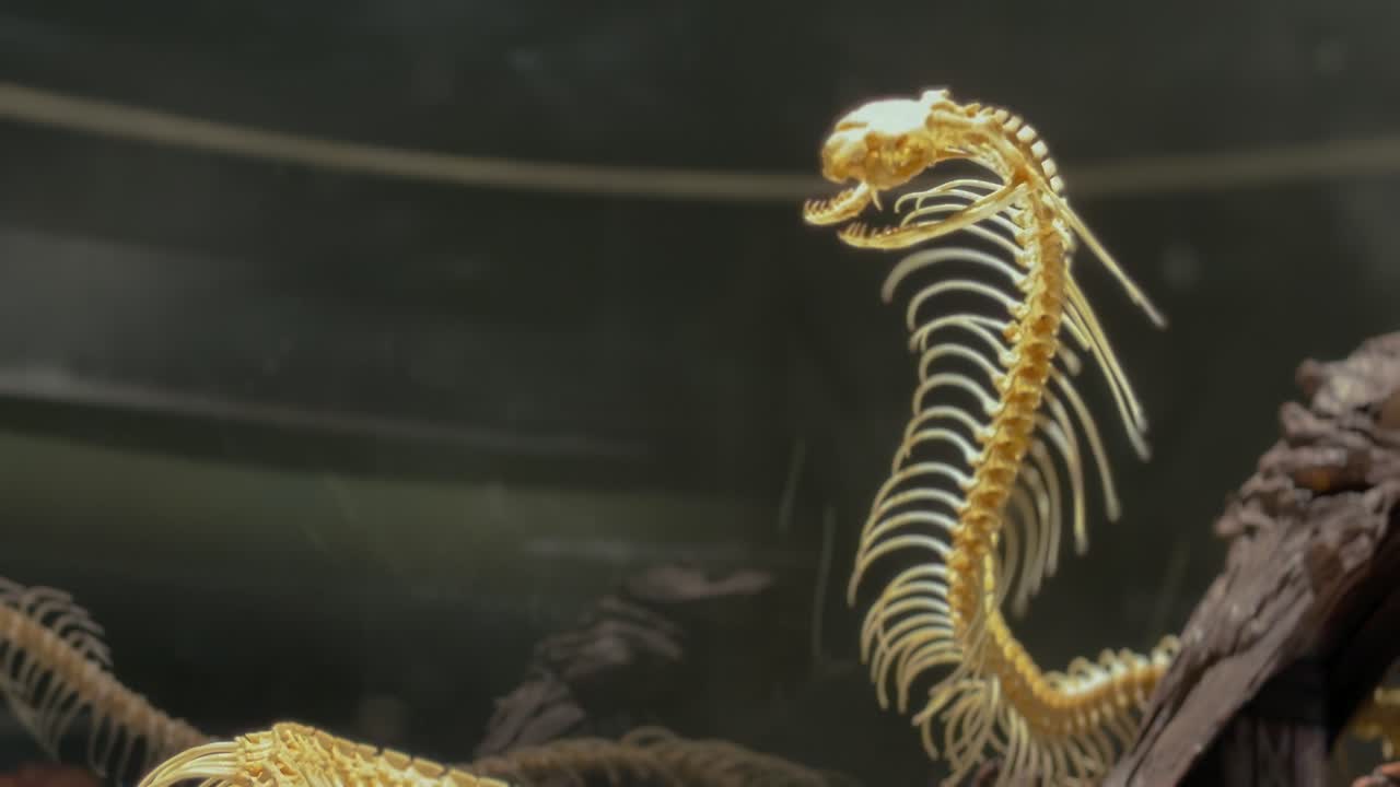 The real skeleton of the king cobra is on display in the Museum of Thailand. Space for text.