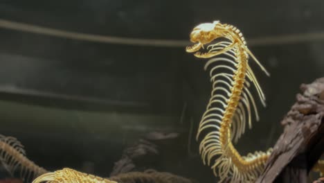 the real skeleton of the king cobra is on display in the museum of thailand. space for text.