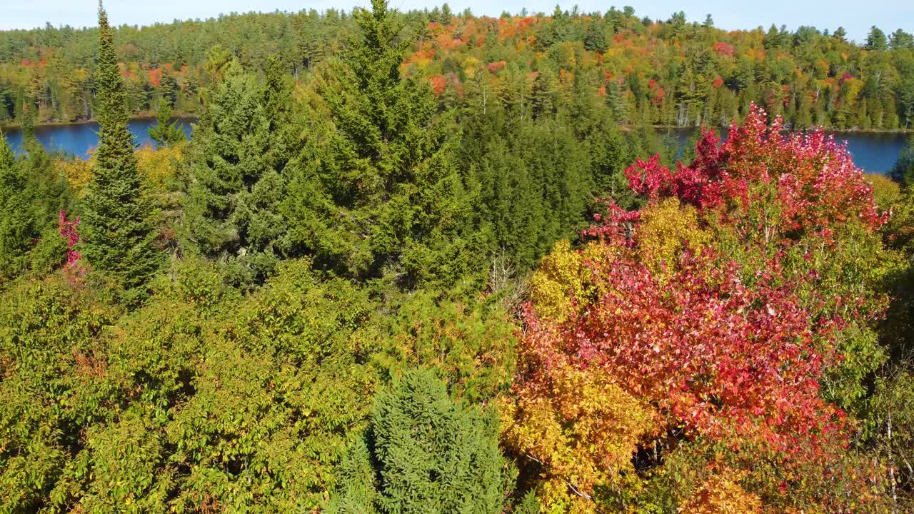 Flying Through Bright Autumn Forest Trees In Montr&eacute;al, Qu&eacute;bec, Canada