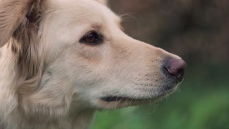 langsam bewegter hund starrt in die ferne