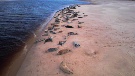 Aerial-pan-shot-of-seals-resting-at-Findhorn-bay-in-Scotland