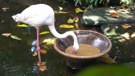 exotic pink greater flamingo, phoenicopterus roseus, suck up muddy water to filter out the yummy algae, crustaceans, and mollusks, eating food at langkawi wildlife park, handheld motion close up shot