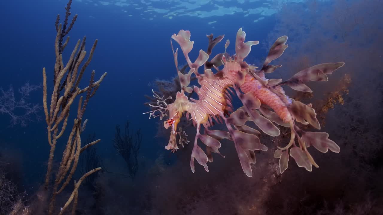 알을 가진 잎이 많은 바다 용 4k 슬로우 모션 사우스 오스트레일리아