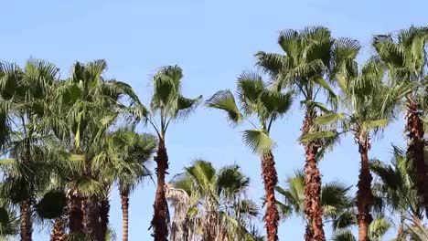 palms blowing 00