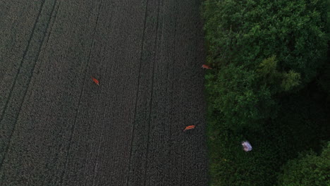 Disparo-De-Drones-Sobre-Ciervos-Pastando-En-Un-Campo-Rural-Sombrío,-Noche-De-Verano