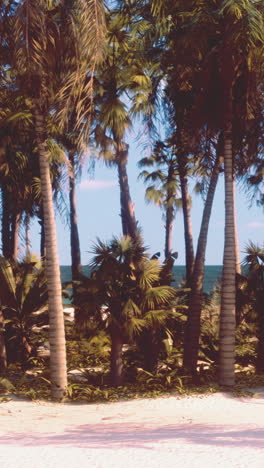 palm trees on a tropical beach