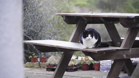 cats sits down on a picnic table and walks away