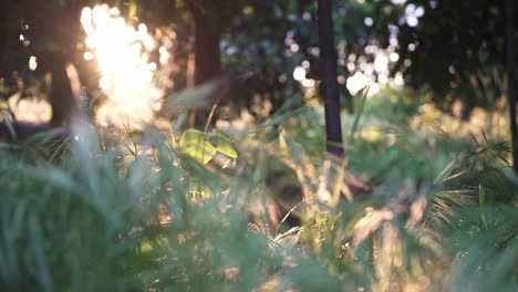 Jardín-Verde-Y-Brillante-Con-Muchas-Plantas-Y-Flores-Al-Amanecer-Y-Al-Atardecer-En-Cámara-Lenta