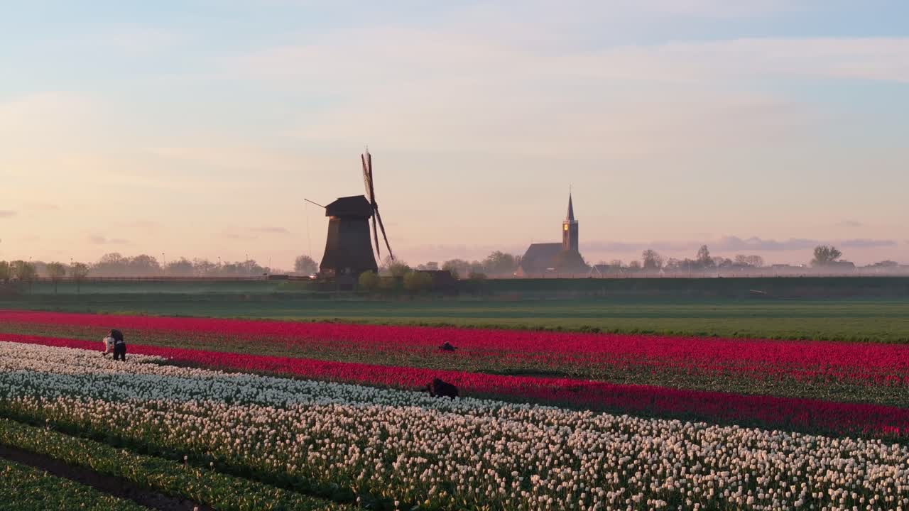 Luftaufnahme der niederländischen Landschaft mit Tulpen und nebliger Windmühle bei Sonnenaufgang