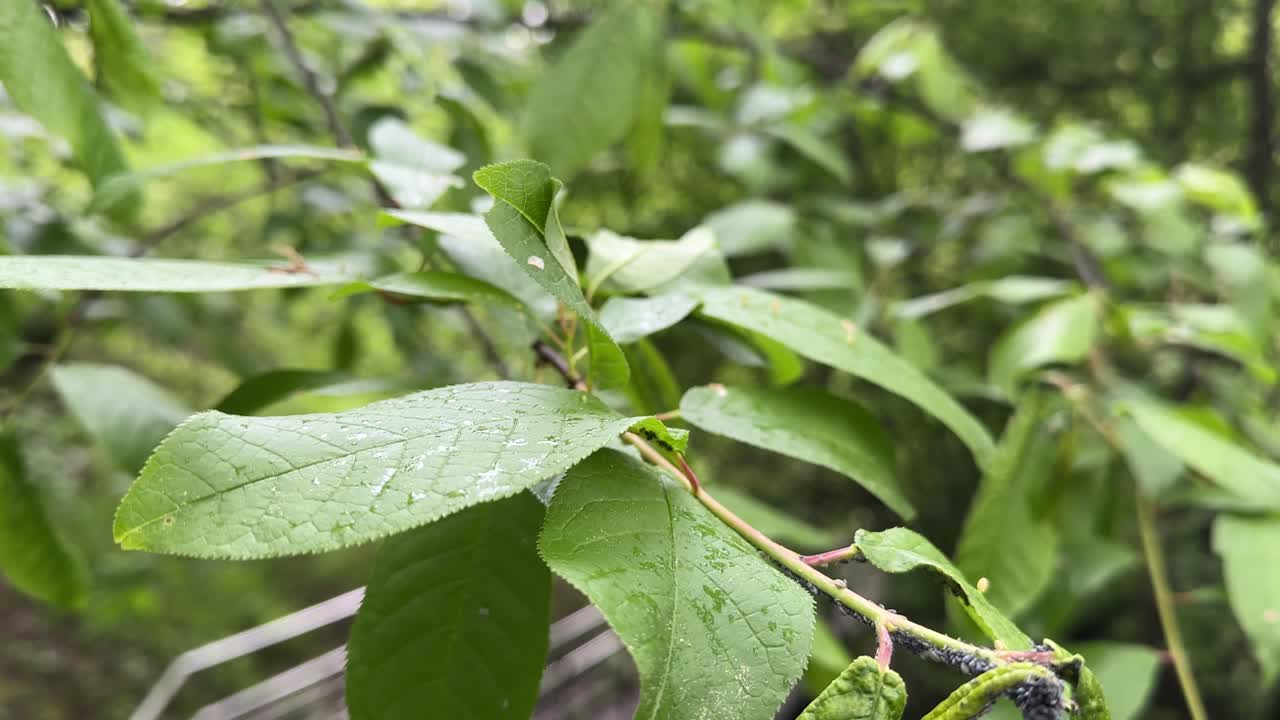 Raindrops fall on the green leaves (4K 60fps)