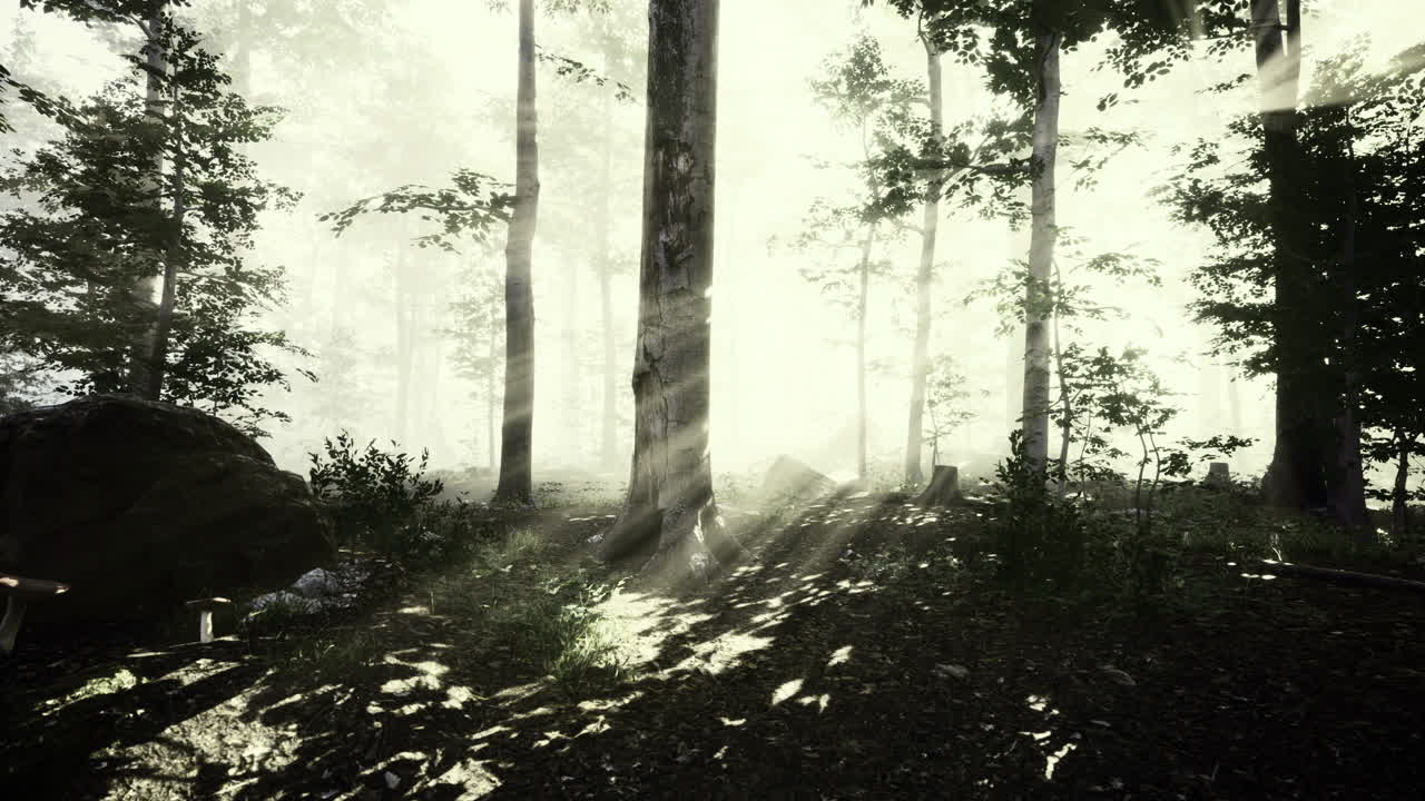 La luz se filtra a través de los árboles en un bosque tranquilo durante la madrugada
