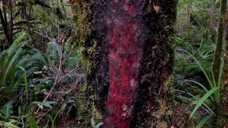 tronco de árbol de madera con sangre roja rodeado de musgo en el desierto de la jungla