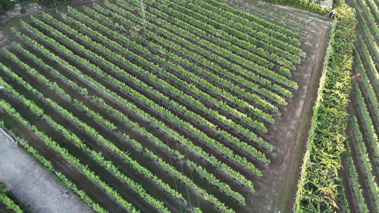 aérea - filas de viñedos bien alineadas en la región de minho, en el norte de portugal