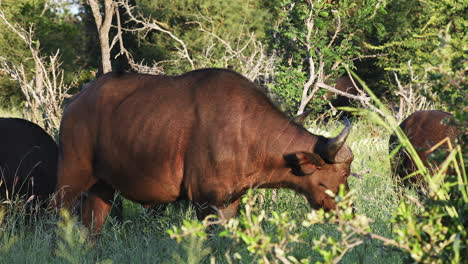 African-Buffalos,-Cape-Buffalos-Standing,-And-Feeding-On-The-Grassland-In-Klaserie-Private-Game-Reserve,-South-Africa