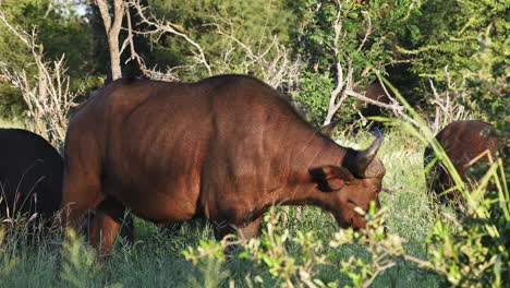 búfalos africanos, búfalos del cabo de pie y alimentándose de los pastizales en la reserva de caza privada klaserie, sudáfrica