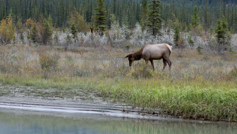 Lone-female-elk-standing-in-grassy-field-eating-grass-before-looking-up-at-camera