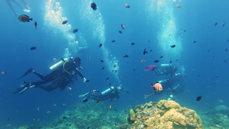 scuba divers exploring a coral reef