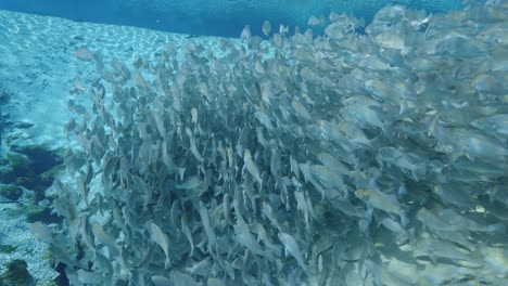 shoal of striped bass fish swimming in clear blue natural spring water in the florida springs