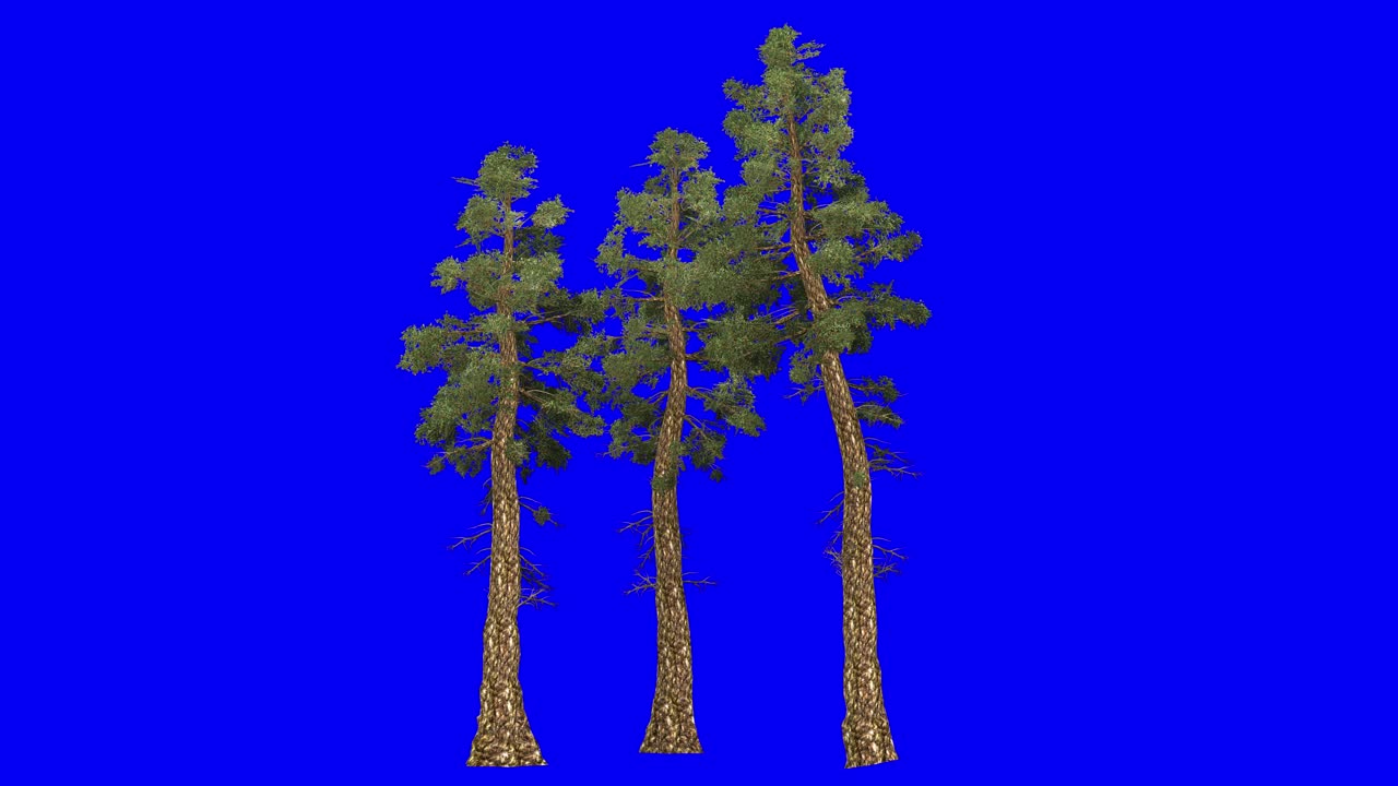3D douglas fir cluster with wind effect on blue screen 3D animation