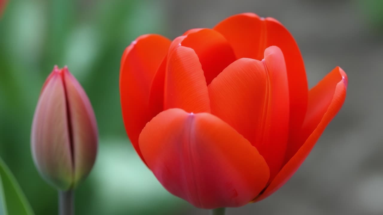 Vibrant Red Tulip in Bloom with a Bud