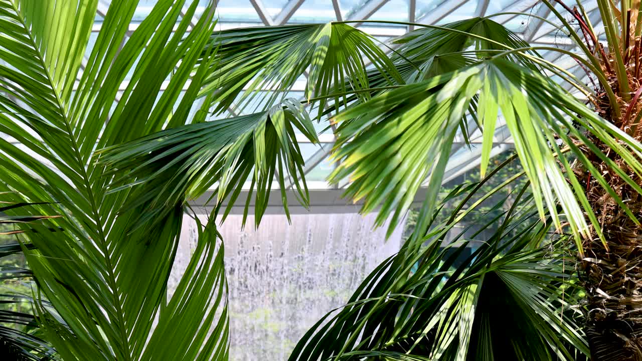 Lush palm fronds gently move in front of a large indoor waterfall, with natural daylight streaming through a geometric glass ceiling in a modern conservatory