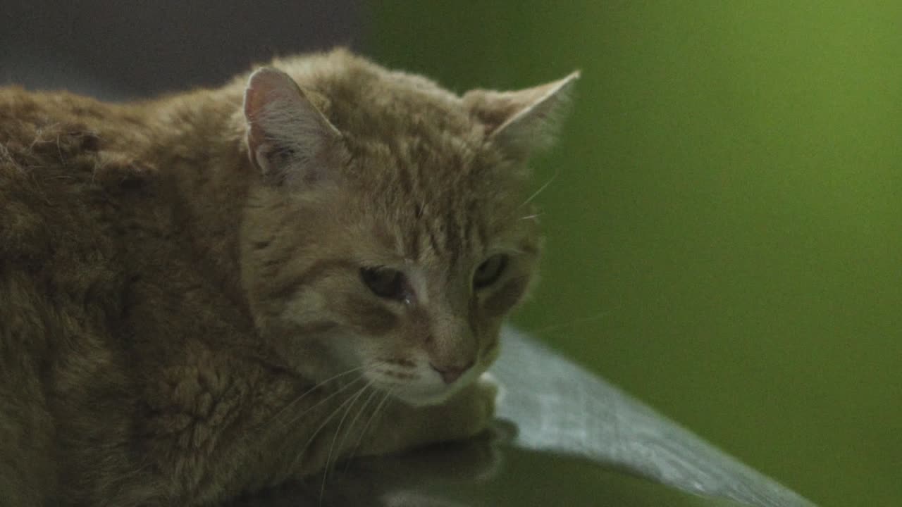 동물병원에서 찍은 영상